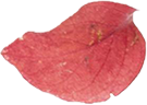 feuille rouge