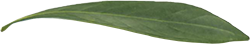 feuille verte