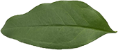 feuille verte